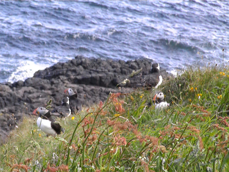 Puffins
