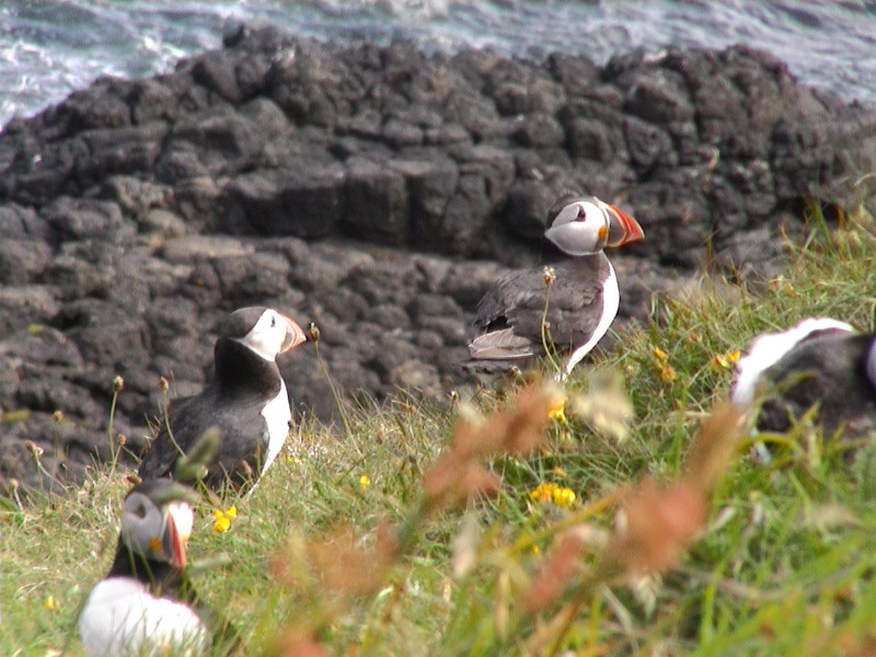 Puffins 2