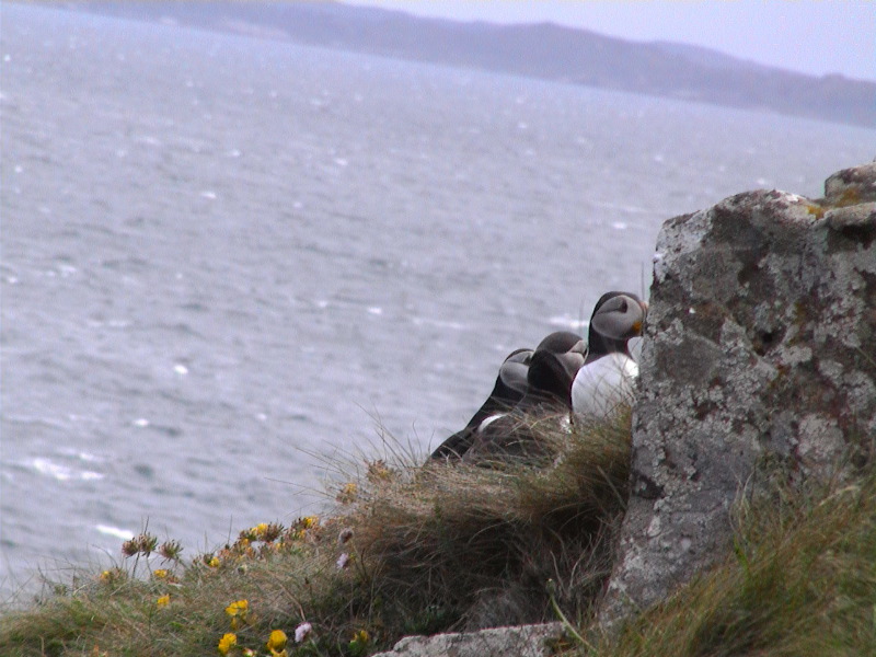 Puffins 3