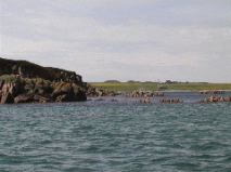 Iona from the Sound
