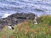 Puffins