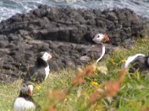 Puffins 2
