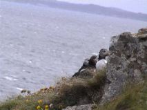 Puffins 3