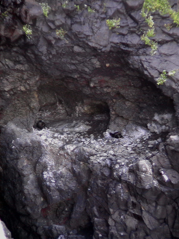 Shag Nest - Staffa