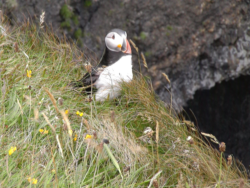 Puffin