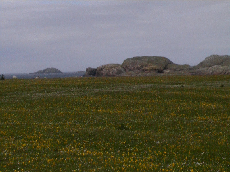 Machair