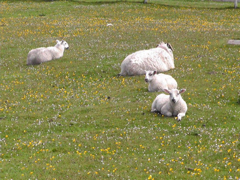 Sheep - Machair