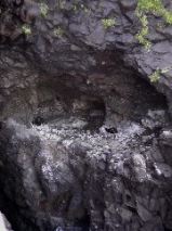 Shag Nest - Staffa