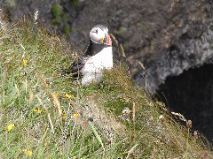 Puffin
