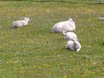 Sheep - Machair