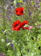Flowers in St Andrews Organic Garden