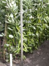 Beans in St Andrews Organic Garden