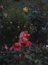 Roses at Sunset