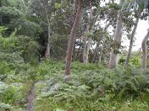 Eucalypt Walk - Torosay Castle, Mull