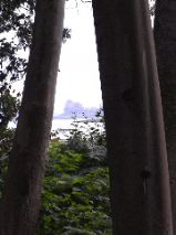 Duart Castle and Eucalypts