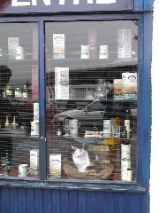 Tobermory Cat