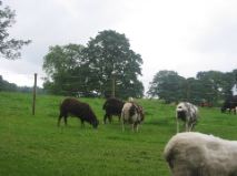 Scone Castle Sheep