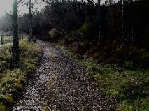 Autumn Walk - Near Pitlochry