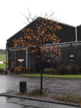 Glenlivet Tree