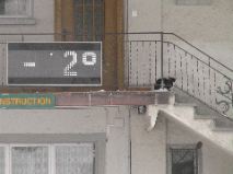 Cool Cat 1
