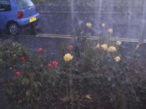 Evening Roses
