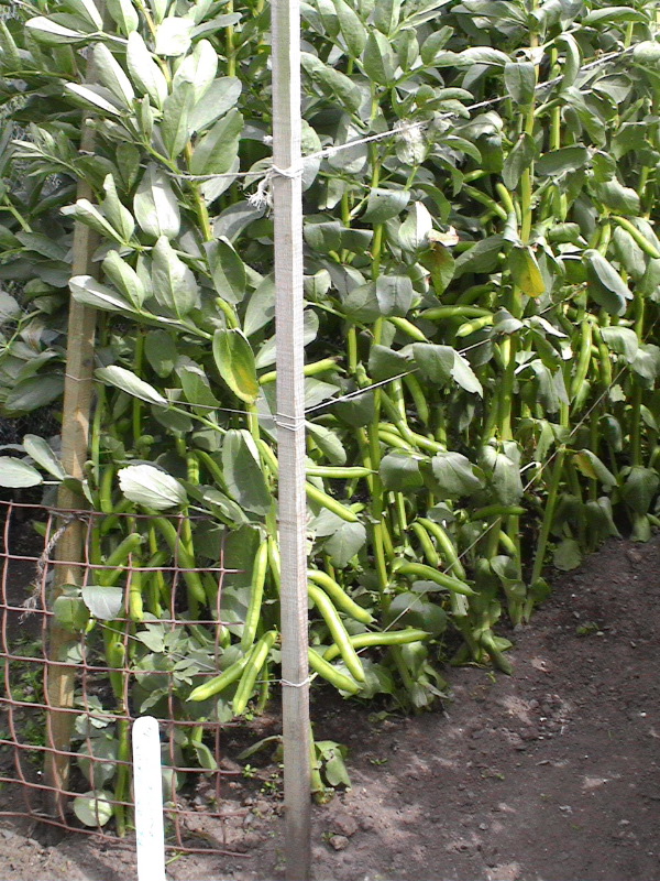 Beans in St Andrews Organic Garden