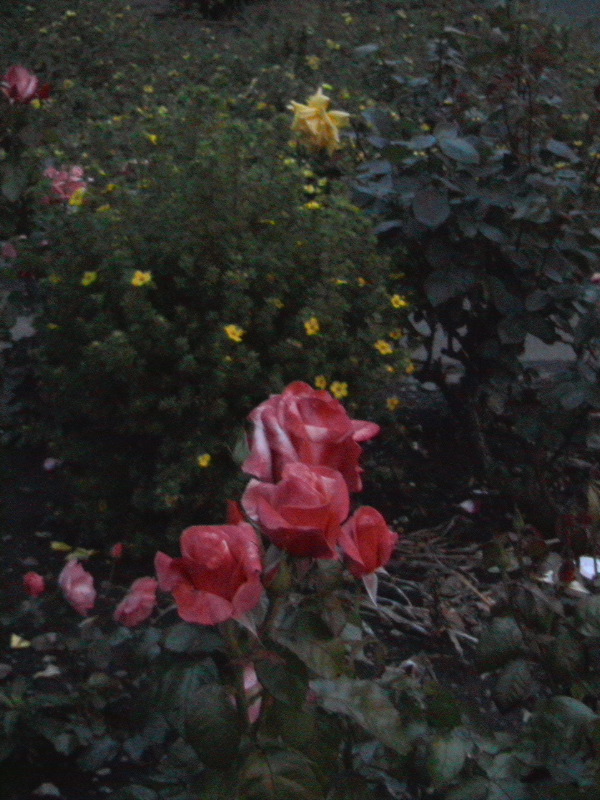 Roses at Sunset
