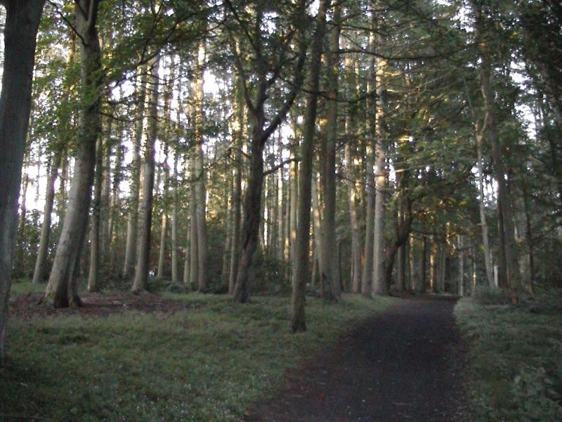 Templeton Woods Sunset