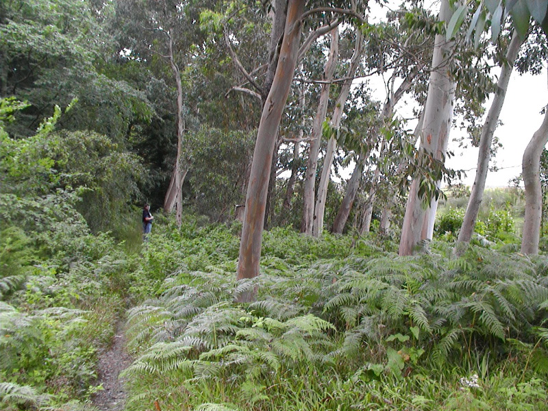 Eucalypt Walk - Torosay Castle, Mull