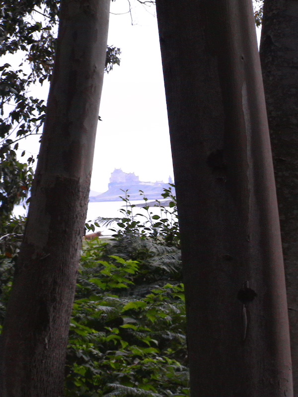 Duart Castle and Eucalypts