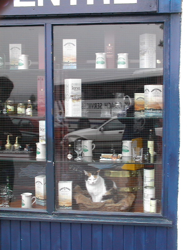 Tobermory Cat