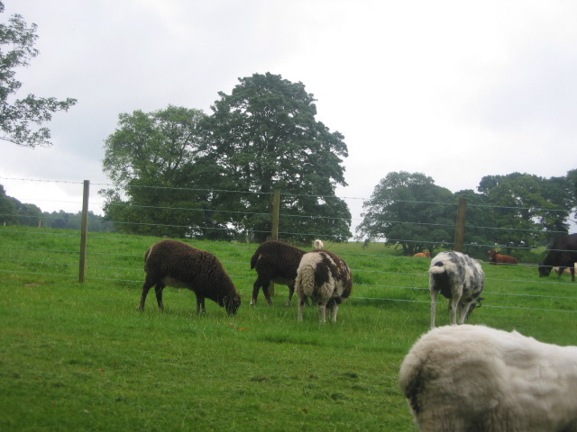 Scone Palace Sheep