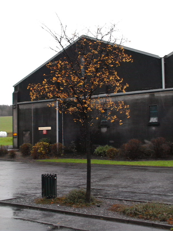Glenlivet Tree
