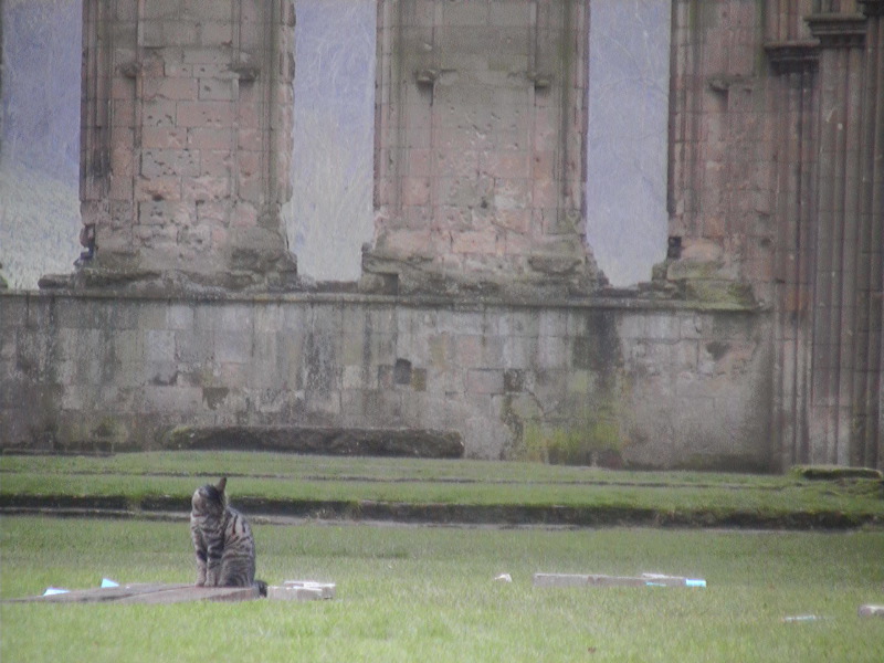 Rievaulx Abbey cat