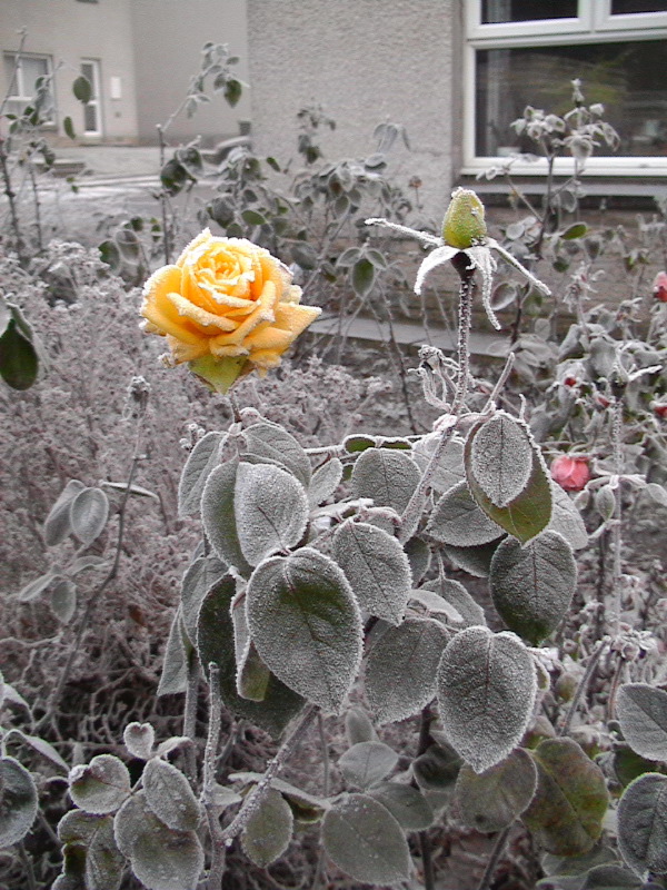 Winter Roses 2