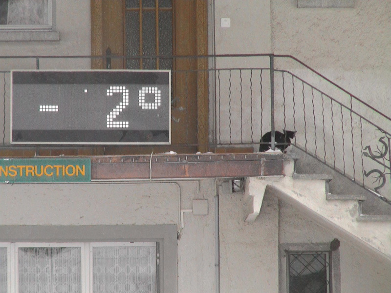 Cool Cat 1