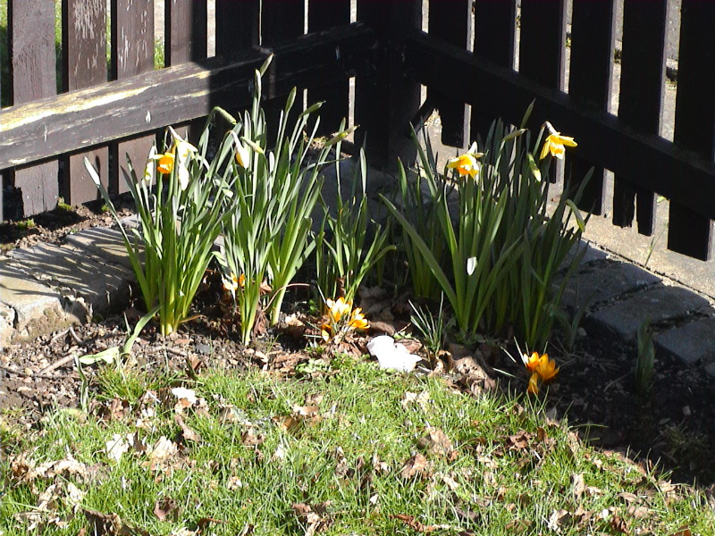 Spring Flowers