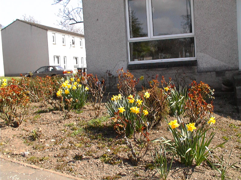 Spring Front Garden