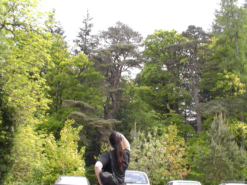 Killin Trees - Megan