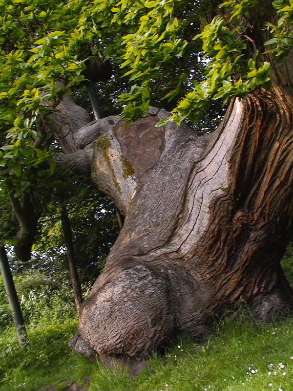 Balmerino Abbey Tree 4