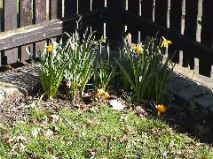 Spring Flowers