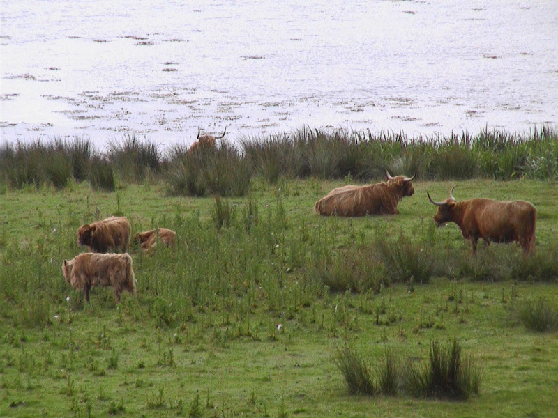 Heilin' Cattle - Mull