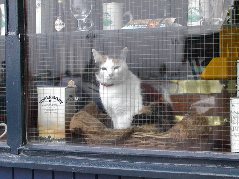 Tobermory Cat 2