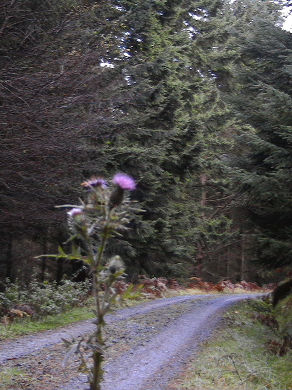 Thistle - Clunie Walk - Piltochry