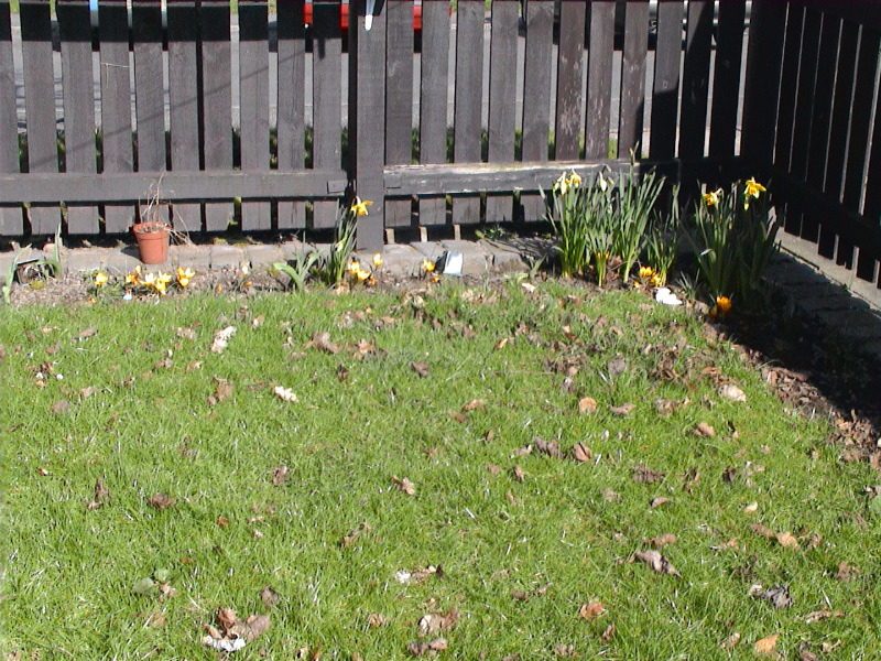 Spring Flowers 3