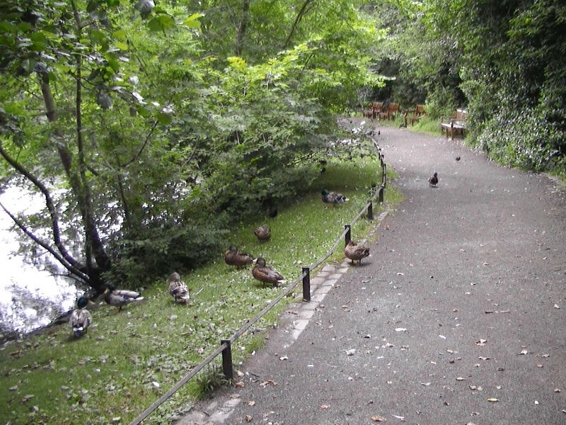 Blackford Pond