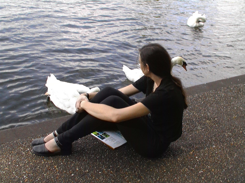Thames at Eton w/Swans