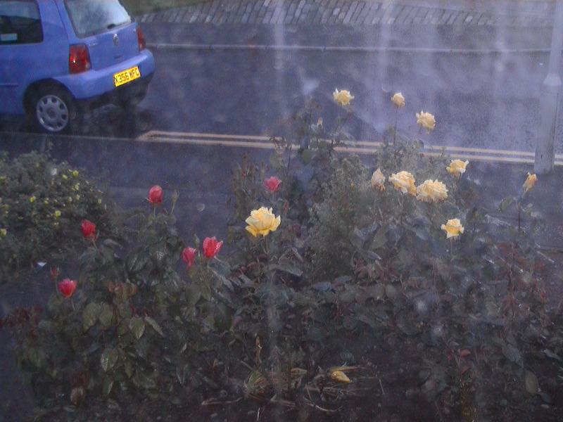Evening Roses