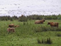 Heilin' Cattle - Mull