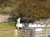 Perthshire Sheep 3